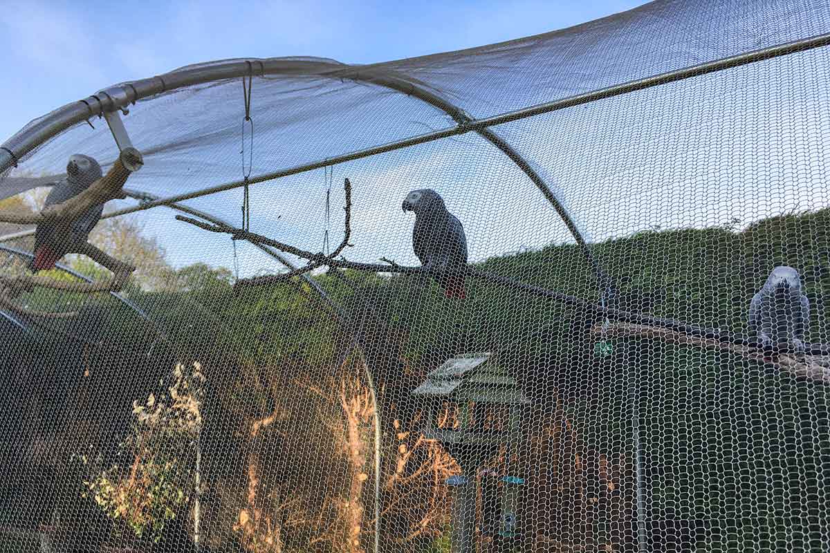 ClearMesh / Aviary Mesh